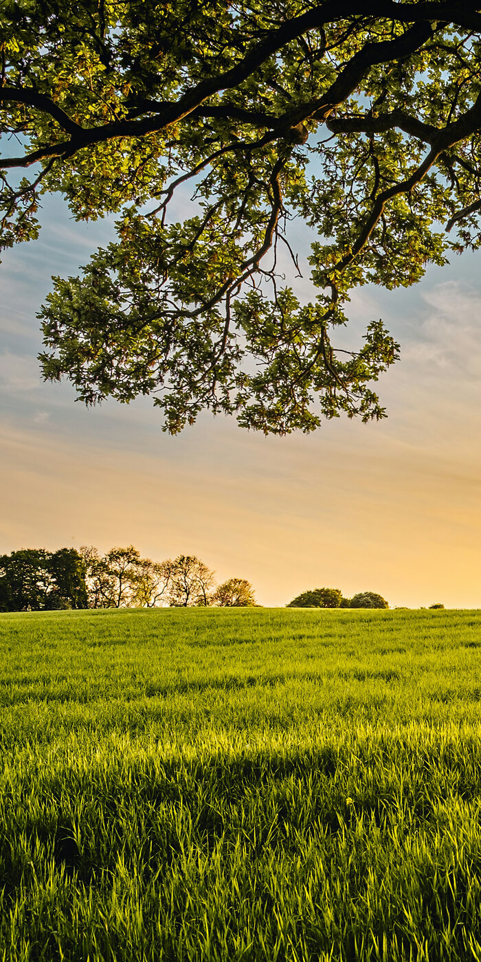 reading the bible on the prairie